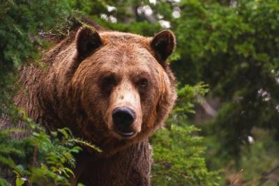 В Тверской области медведи выходят к людям