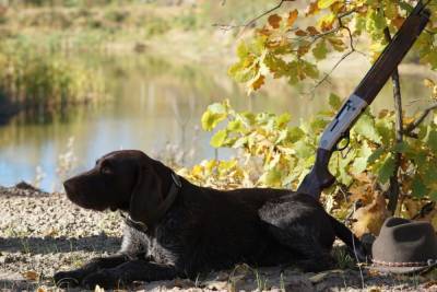 Сезон охоты с собаками открывается в Нижегородской области