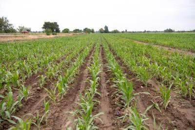 Назван размер субсидии на повторный сев кукурузы в Азербайджане (ФОТО)