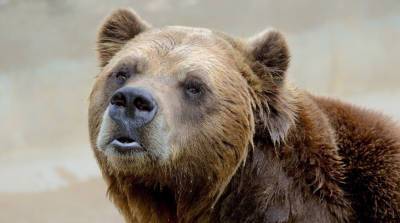 "Подвезете?": умный медведь удивил парочку туристов в США (Видео)