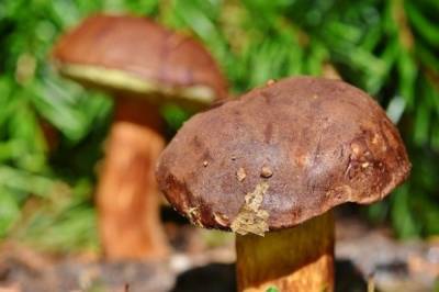 В подмосковных лесах практически нет грибов из-за аномальной жары