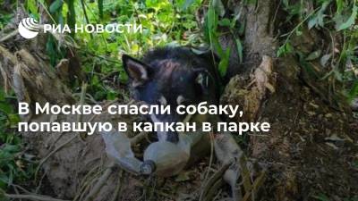 Спкасатели вытащили собаку из капкана в Мещерском парке в Москве