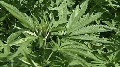 Рада отказалась легализовать марихуану