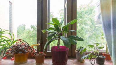 «Могут свариться»: эксперты рассказали, как ухаживать за комнатными растениями в жару