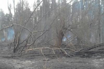 В Смоленской области пожарные сражались с огнем в лесничестве «Заря»