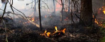 Численность природных пожаров на юге России снизилась в 2,3 раза