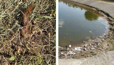 Отрезанный беличий хвост и гору мусора нашли возле Жулебинского леса