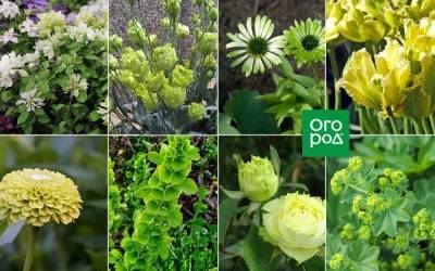 10 растений с зелеными цветками