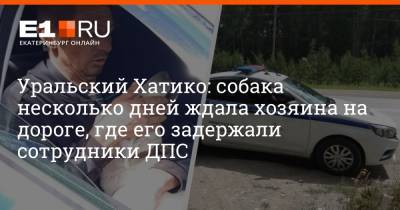 Уральский Хатико: собака несколько дней ждала хозяина на дороге, где его задержали сотрудники ДПС
