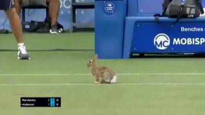 Матч украинского теннисиста на турнире в США прервал заяц