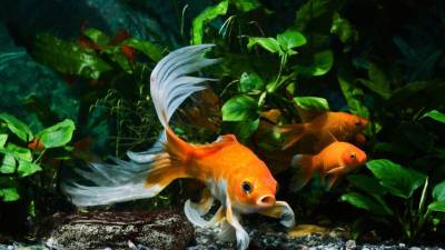 В США выброшенные в озеро золотые рыбки становятся гигантами (ФОТО)