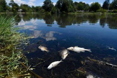 Стало известно, что привело к гибели рыбы в районе пляжа «Здоровье» на реке Сейм в Курске