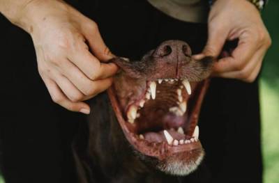 Бойцовые породы собак: потенциально опасны, но это не приговор!