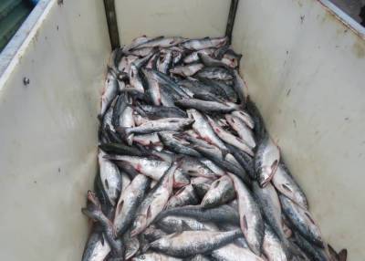 В Сахалинской области начнут отбирать рыболовные участки