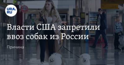Власти США запретили ввоз собак из России. Причина