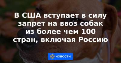 В США вступает в силу запрет на ввоз собак из более чем 100 стран, включая Россию