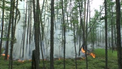 Новости на "России 24". За сутки площадь лесных пожаров в Якутии выросла на 40 тысяч гектаров