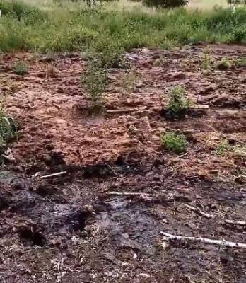 Жители Муслюмово нашли болото со стоками с птицефабрики