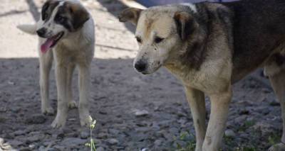 США запретили ввозить собак из Грузии