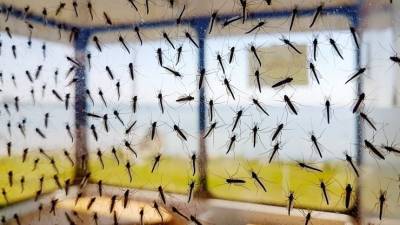 Борьба с кровососами: как избавиться от комаров в доме или квартире?