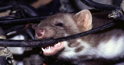 Крысы против Tesla: грызуны массово уничтожают проводку электрокаров (видео)
