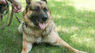 В США запретили ввозить собак из более чем 100 стран из-за угрозы бешенства