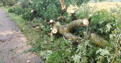 ФОТО, ВИДЕО: Вчерашняя буря повалила деревья по всей стране