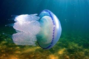 В Киеве медузы заполонили Днепр. ВИДЕО