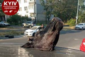 В Киеве водителю положили голову коровы на авто. ФОТО