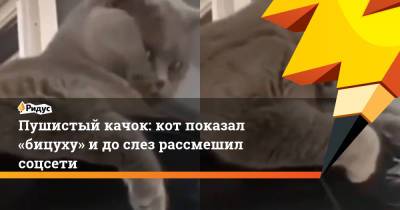 Пушистый качок: кот показал «бицуху» и до слез рассмешил соцсети