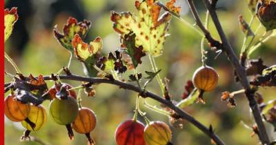 Почему сохнет крыжовник: как спасти ягоды и листья