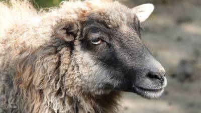 "Овцам вход воспрещен": в Амурскую область не пустили "опасных" животных