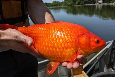 Выброшенные золотые рыбки выросли до гигантских размеров и захватили озеро