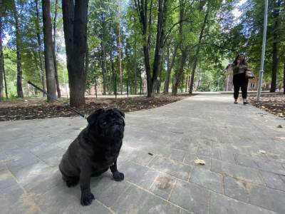 Площадку для выгула собак обустроили на улице Бекетова в Нижнем Новгороде