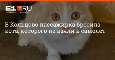 В Кольцово пассажирка бросила кота, которого не взяли в самолет