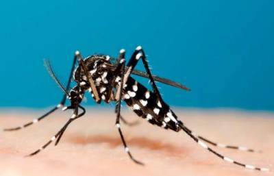 В южных регионах России ученые зафиксировали тигровых комаров