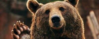 В новосибирском зоопарке создадут берлоги для наблюдения за спящими медведями