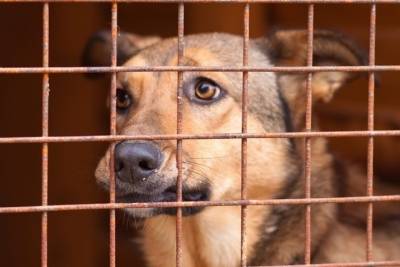250 бродячих собак отловят до конца года в Петрозаводске