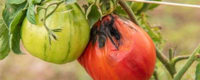 Россельхознадзор запретил ввозить помидоры и перец из Бухарской области
