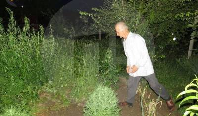 На территории молитвенного дома в Крыму обнаружили плантацию конопли