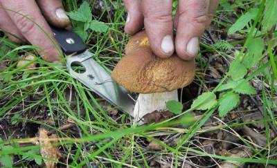 Двое жителей Тюменской области отравились грибами