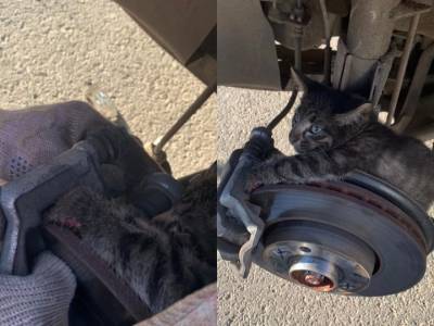 В Уфе спасли котенка, которого задало в колесе автомобиля