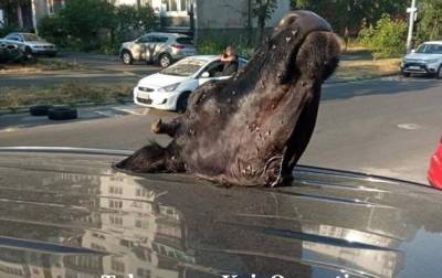 В Киеве разбили авто и положили на крышу голову коровы