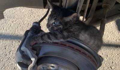 В Уфе спасатели вызволили котенка из-под колес автомобиля