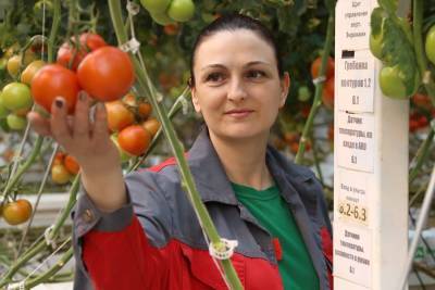 Сбор тепличных овощей в Липецкой области с начала года превысил 97 тысяч тонн