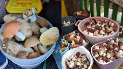 Новосибирцы собирают белые грибы ведрами, ящиками и машинами
