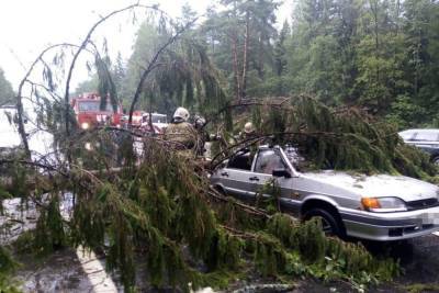 На трассе в Тверской области на машину упало дерево