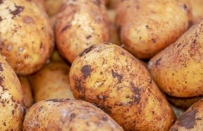 На юге Украины — картофельный коллапс
