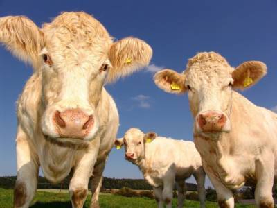 Исследование: Желудочный сок коров способен разрушать пластик