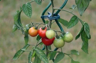 Как без напряга получить большой урожай помидоров